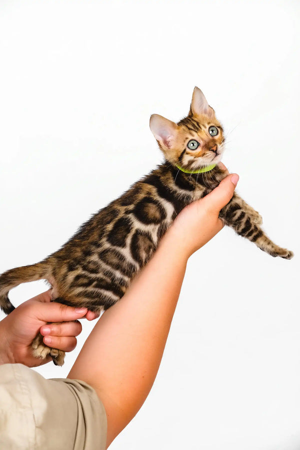Quentin | bengal kitten