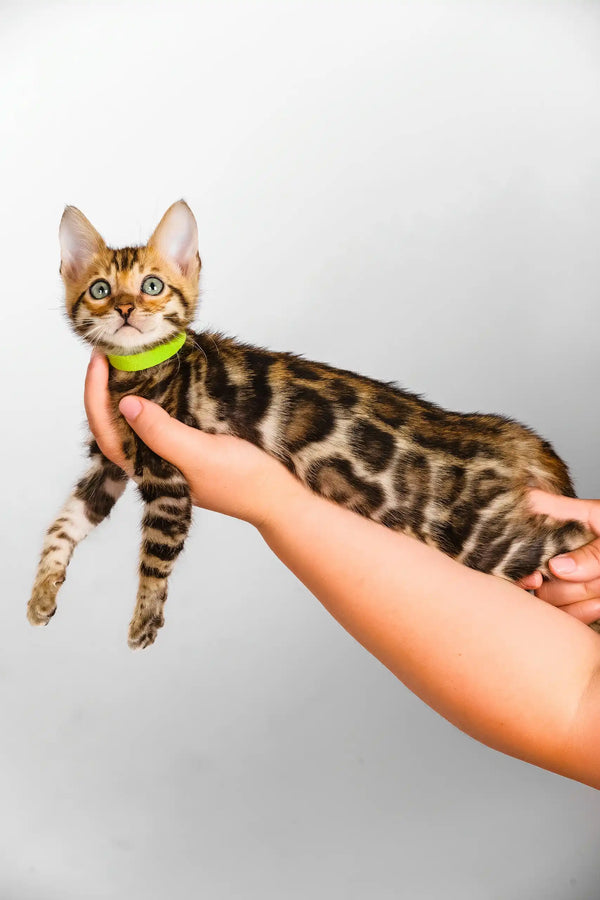 Quentin | bengal kitten