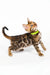 Quentin | bengal kitten