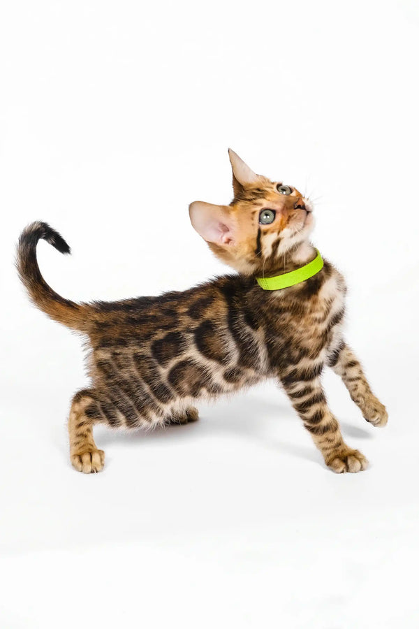 Quentin | bengal kitten