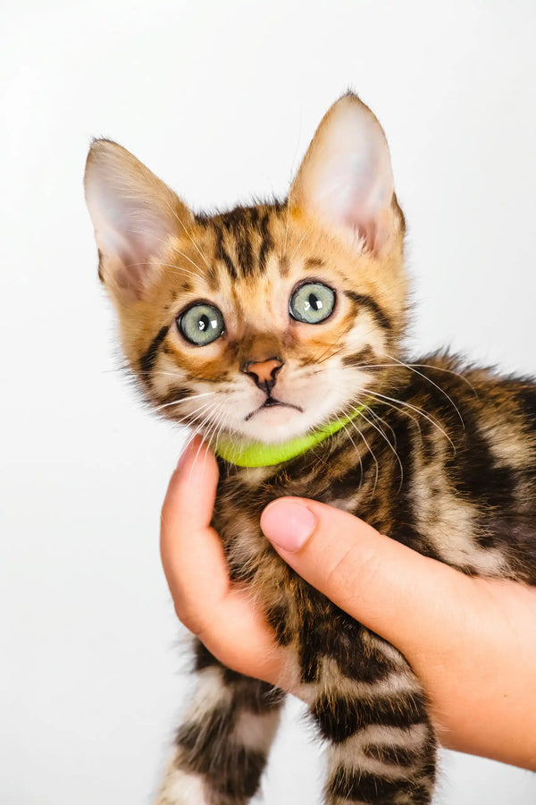 Quentin | bengal kitten