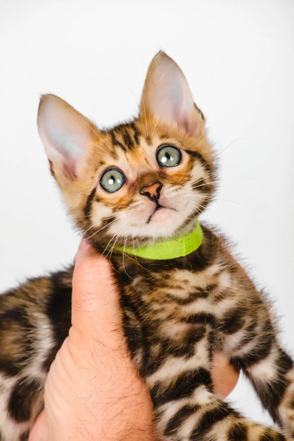 Quentin | bengal kitten