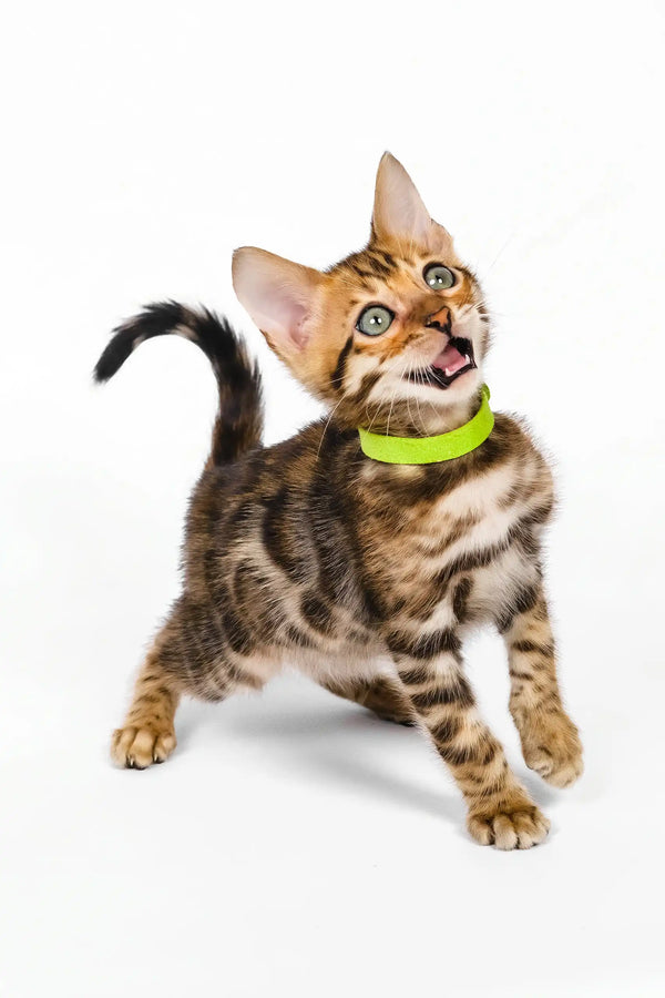 Quentin | bengal kitten