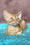 Quentin | Devon Rex Kitten