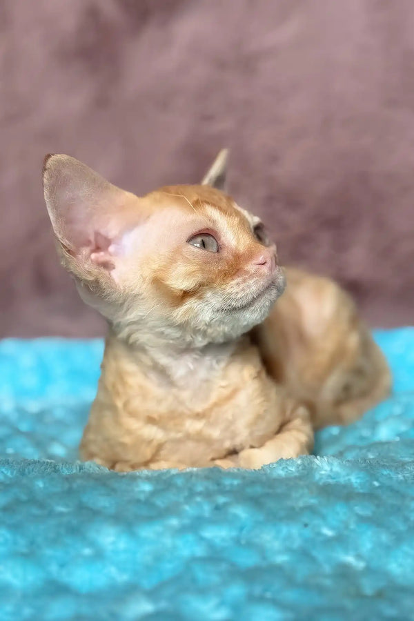 Quentin | devon rex kitten
