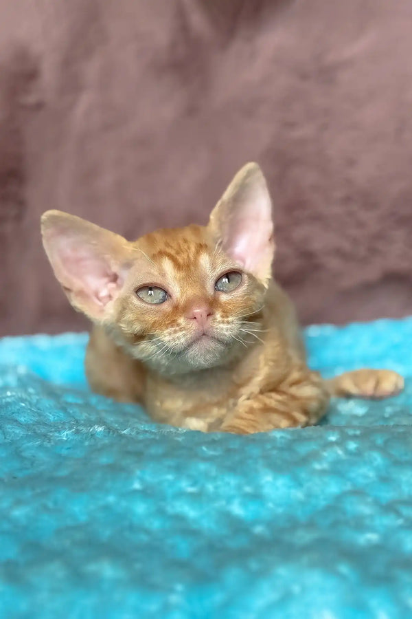 Quentin | devon rex kitten