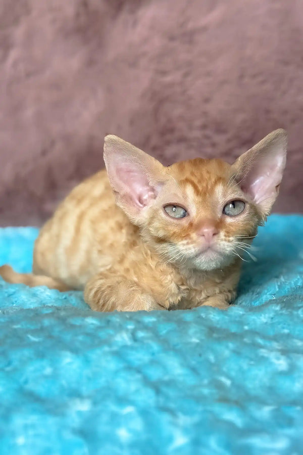 Quentin | devon rex kitten