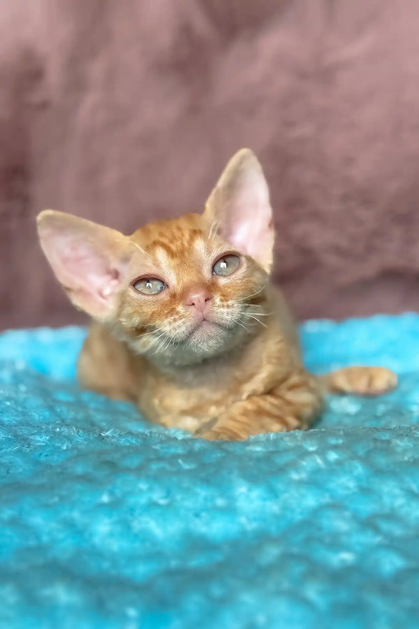 Quentin | devon rex kitten
