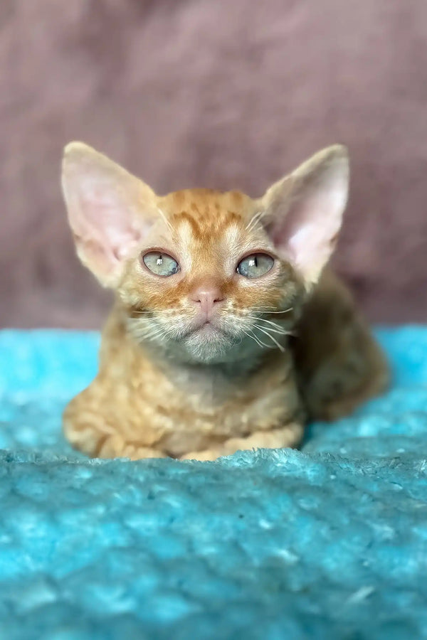 Quentin | devon rex kitten