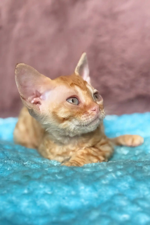 Quentin | devon rex kitten