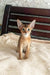 Alert Abyssinian kitten ready for fun with Quentine | Abyssinian Kitten product