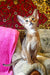 Abyssinian cat with big ears showcasing the Quentine Abyssinian Kitten product