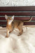 Abyssinian kitten with golden-brown fur in Quentine product showcase