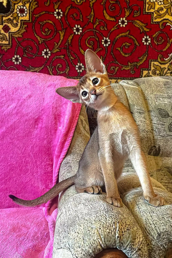 Curious Abyssinian cat featured in Quentine Abyssinian Kitten product image