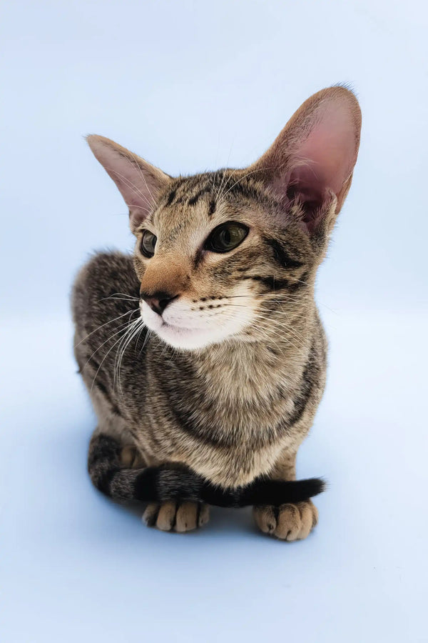 Queries | oriental shorthair kitten