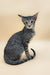 Gray tabby Oriental Shorthair kitten featured in Queries product collection