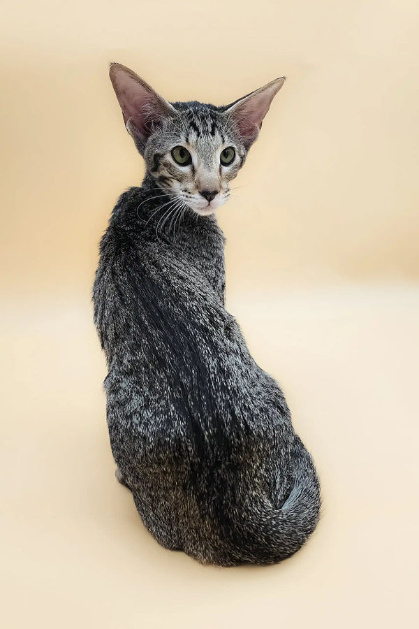 Gray tabby Oriental Shorthair kitten looking cute in Queries product display