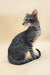 Gray tabby Oriental Shorthair kitten featured in Queries product lineup