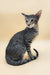 Gray tabby Oriental Shorthair kitten from Queries, playful and adorable