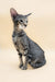 Gray tabby Oriental Shorthair kitten ready for adoption in Queries product