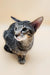 Gray tabby Oriental Shorthair kitten from Queries, super cute and playful