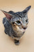 Gray tabby cat with big ears from Queries | Oriental Shorthair Kitten collection