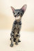 Silver Tabby Oriental Shorthair Kitten featured in Queries product page