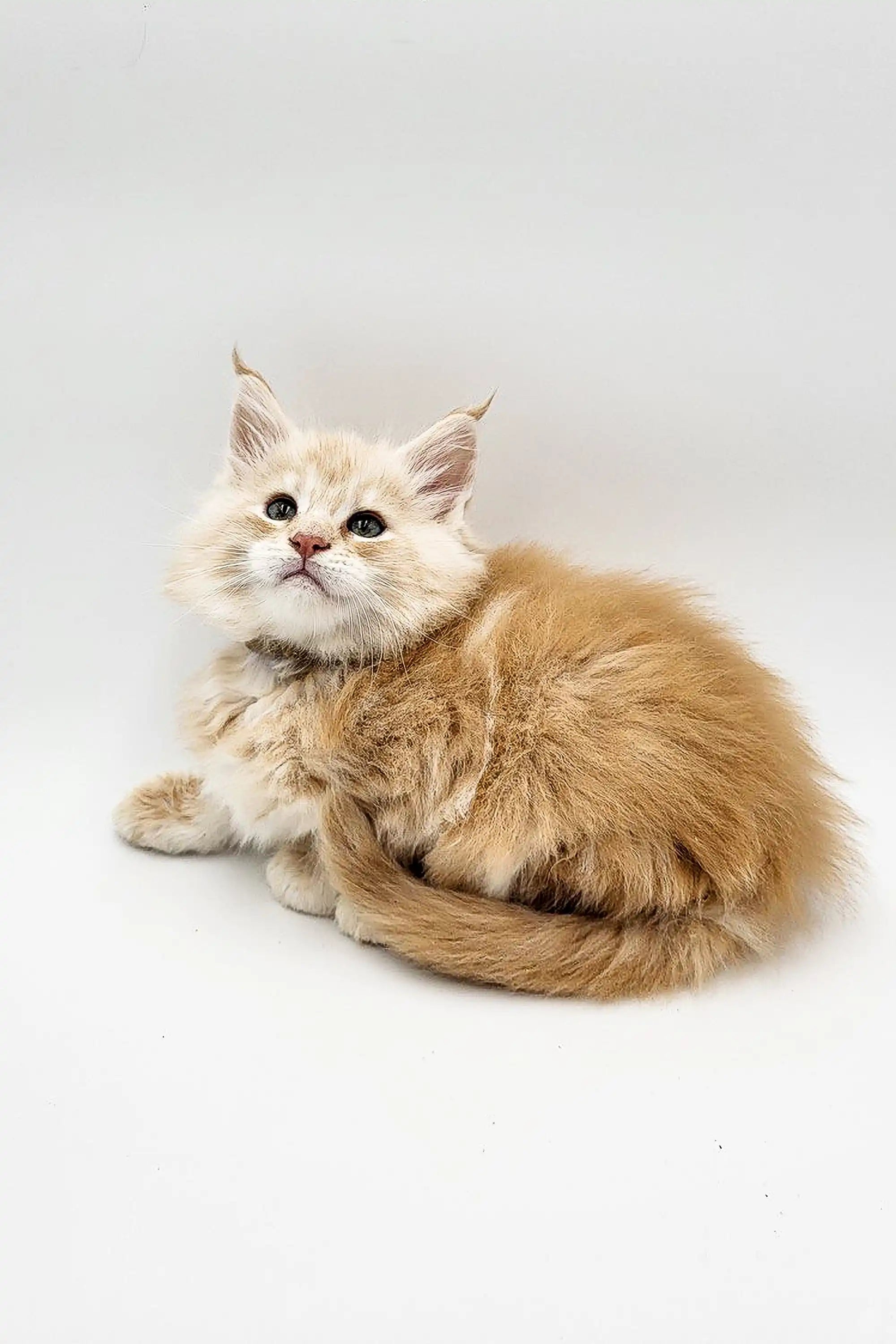 Maine Coon Kittens for Sale Querty | Kitten