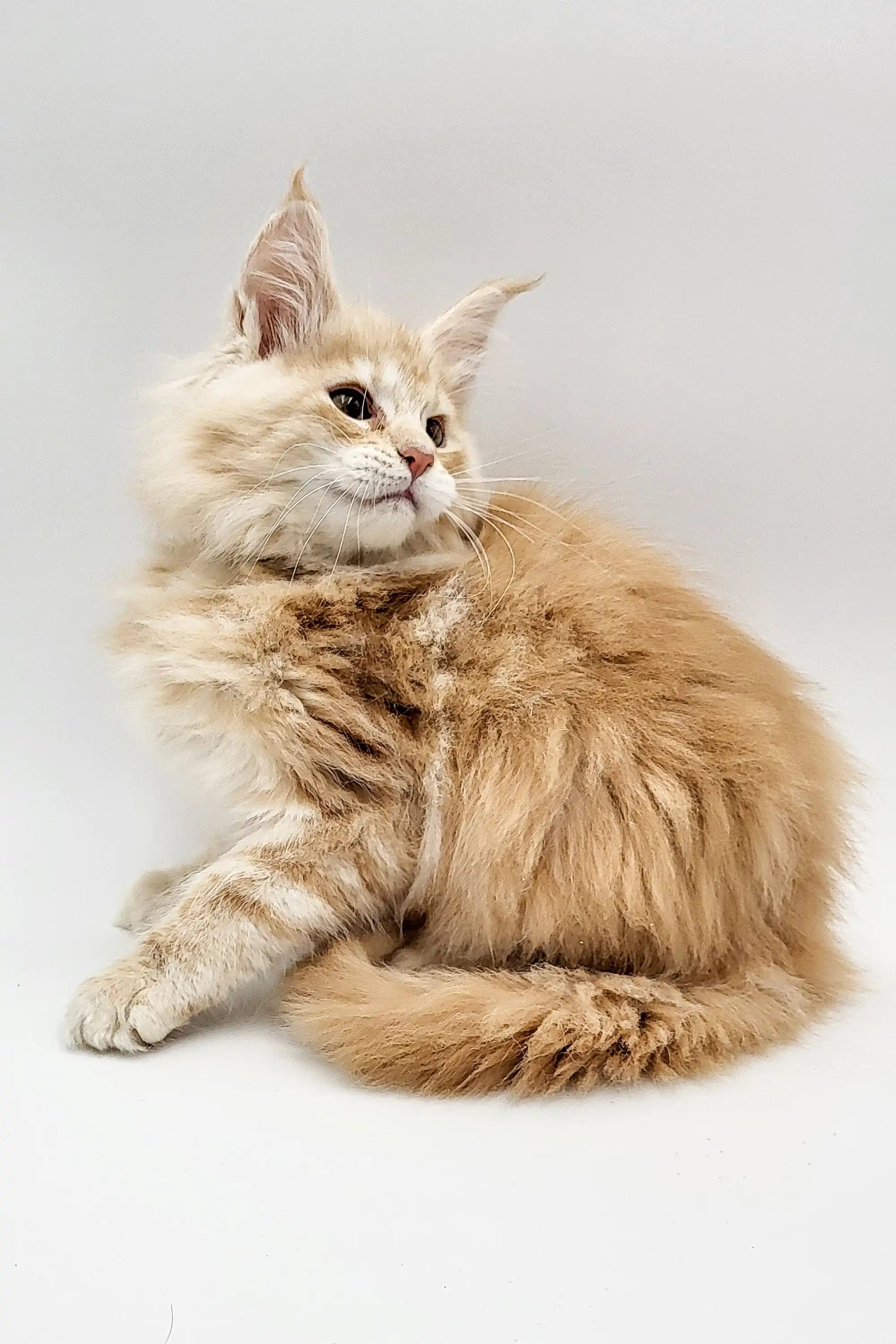 Maine Coon Kittens for Sale Querty | Kitten
