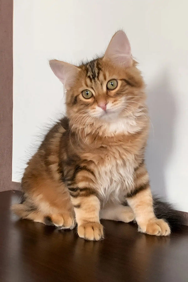 Querty | siberian kitten