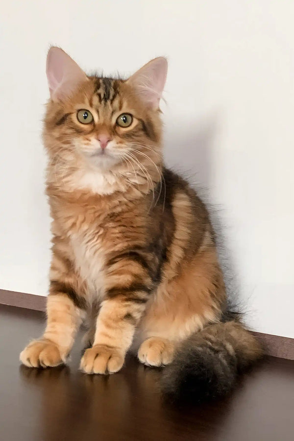 Querty | siberian kitten