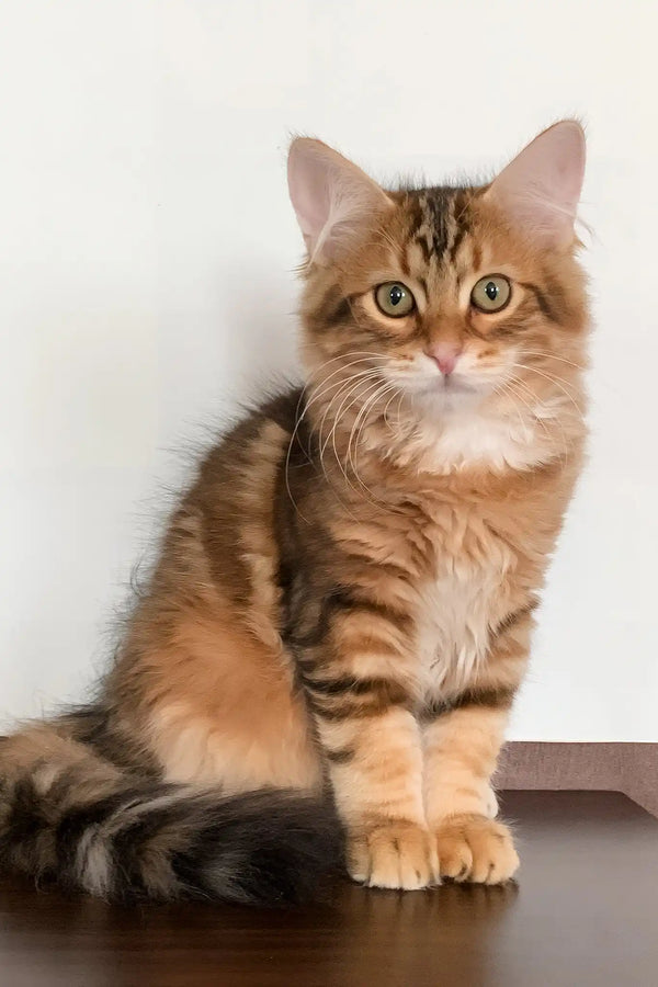 Querty | siberian kitten
