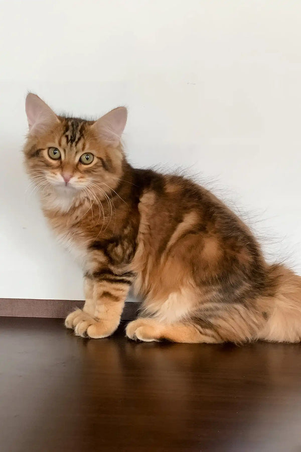 Querty | siberian kitten