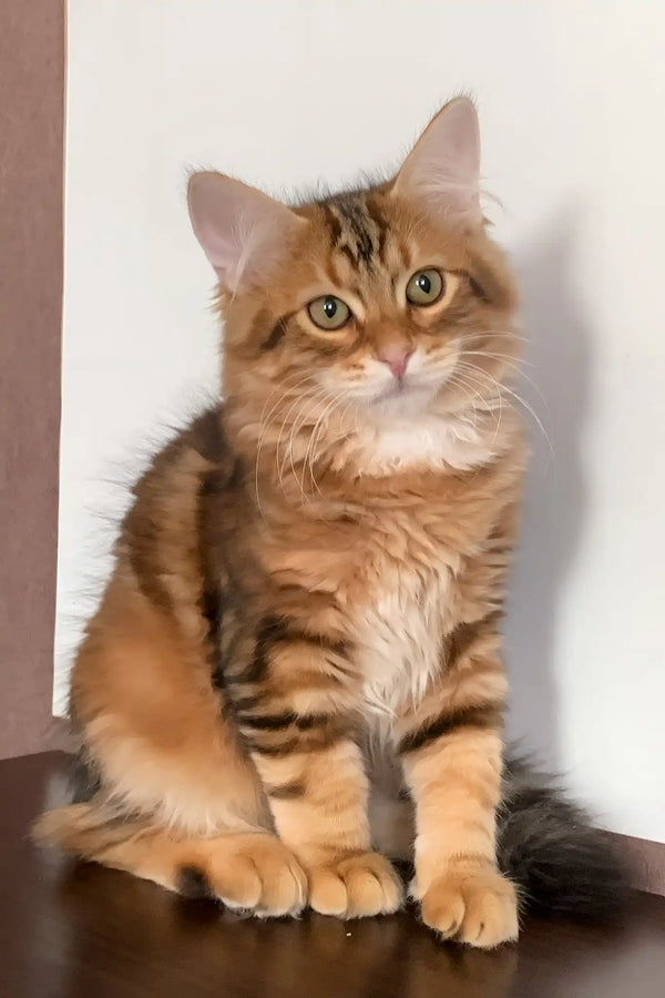 Querty | siberian kitten