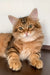 Querty | siberian kitten