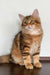 Querty | siberian kitten