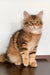 Querty | siberian kitten