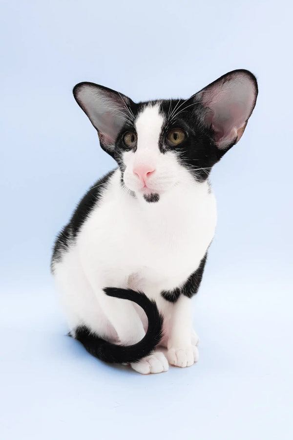 Quesa | oriental shorthair kitten