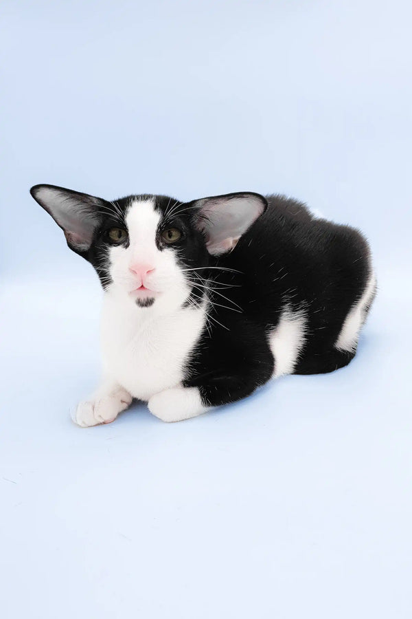 Quesa | oriental shorthair kitten