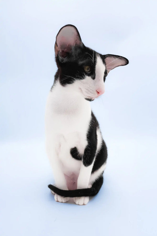 Quesa | oriental shorthair kitten