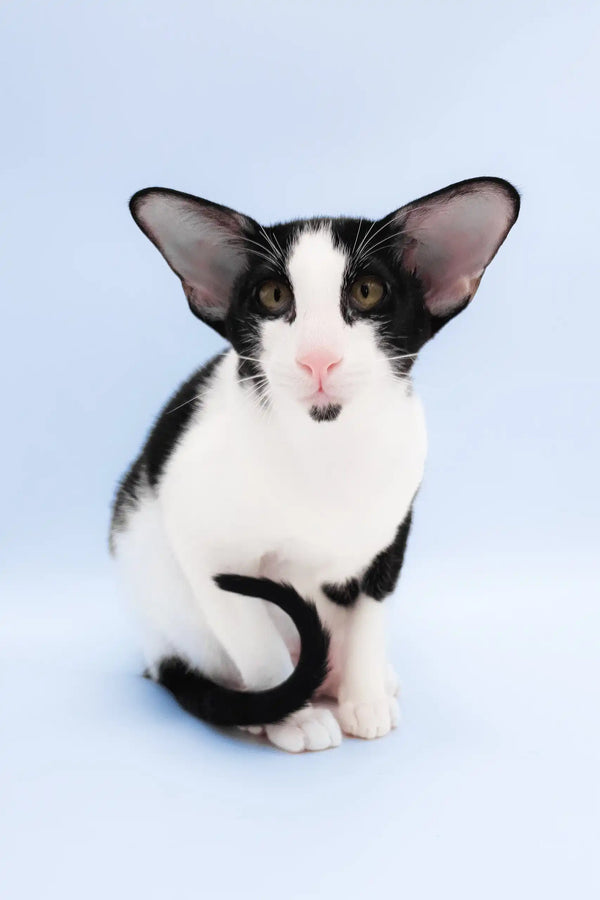 Quesa | oriental shorthair kitten