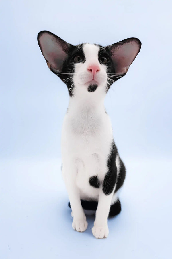 Quesa | oriental shorthair kitten