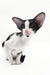 Adorable black and white Oriental Shorthair kitten from Quesa collection