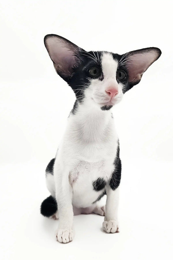 Cute black and white Oriental Shorthair kitten in Quesa product line