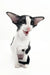 Cute black and white Oriental Shorthair kitten in the Quesa product line