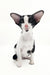 Black and white Oriental Shorthair kitten from Quesa collection, super cute and playful