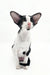 Cute Black and white Oriental Shorthair cat in Quesa | Oriental Shorthair Kitten product