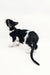 Black and white kitten from Quesa, the adorable Oriental Shorthair breed