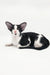 Black and white Oriental Shorthair cat from Quesa Oriental Shorthair Kitten product