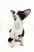 Adorable black and white Oriental Shorthair kitten from Quesa | Oriental Shorthair Kitten